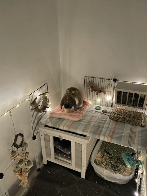 Bedroom Rabbit Setup, Bunny Set Up Indoor Apartment, Bunny Care Aesthetic, Small Bunny Cages In Bedroom, Cute Rabbit Enclosure, Aesthetic Bunny Setup, Rabbit In Bedroom, Indoor Rabbit Setup Ideas, Bunny In Bedroom