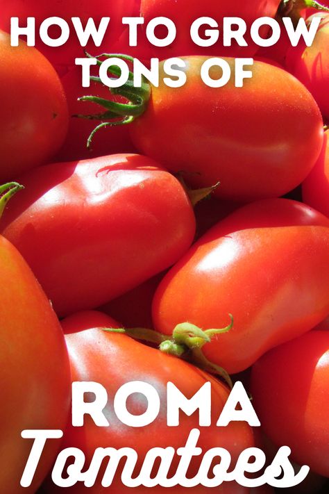 Grow Roma Tomatoes, Growing Roma Tomatoes, Growing Vegetables From Seeds, Tomato Growing Tips, Tomatoes In Pots, Growing Tomato, Tomato Varieties, Growing Raspberries, Growing Vegetables In Pots