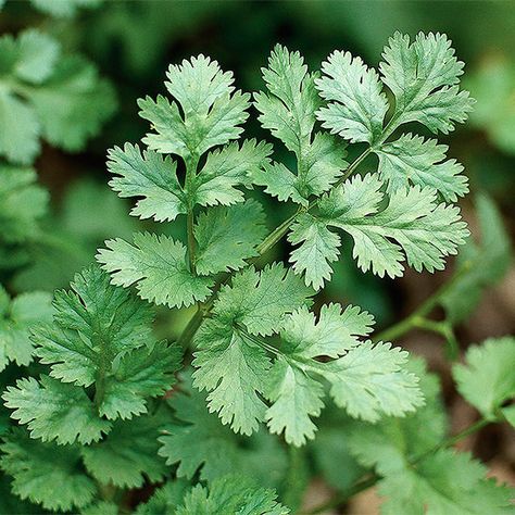 Garden Salsa, Cilantro Seeds, Growing Cilantro, Have Inspiration, Coriander Seeds, Herb Seeds, Bed Ideas, Flower Bed, Growing Herbs