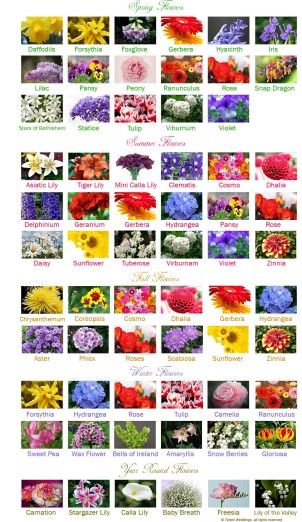 America Flower Seasons but stunning chart for list of flowers. Flowers Month, Flowers By Season, Flower Chart, Mini Calla Lilies, Different Types Of Flowers, Flower Guide, Flower Names, Ceremony Flowers, Month Flowers