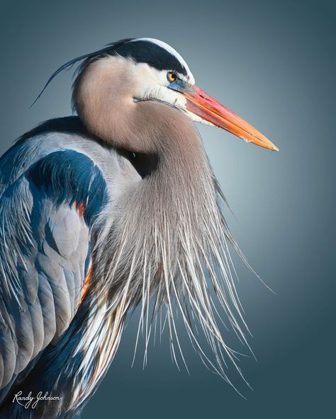 Heron Photography, Regard Animal, Randy Johnson, Heron Art, Wild Animals Pictures, Great Blue Heron, Animal Study, Silly Cats Pictures, Bird Artwork