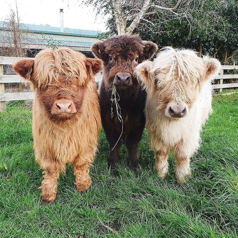 Cattle Calf on Instagram: “Hand over the 💗 treats and you can walk away 😂😂 unharmed. Follow @cattlecalf Follow @cattlecalf Follow @cattlecalf Via…” Cow Pics, Mini Highland Cow, Miniature Cows, Fluffy Cow, Pet Cows, Cow Wallpaper, Mini Cows, Baby Highland Cow, Dream Farm