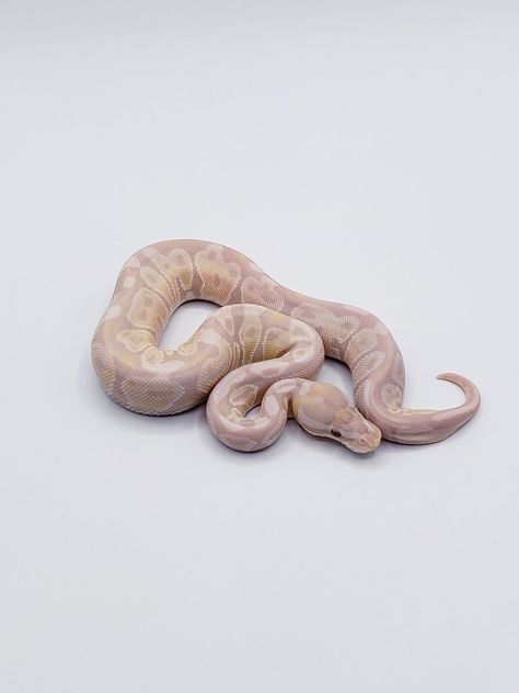 Lavender Ball Python, Cute Python, Cute Animal Pics, Ball Python Snake, Baby Ball Python, Snake Pet, Danger Noodles, Ball Python Morphs, Ball Pythons