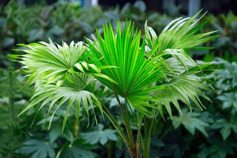 Livistona chinensis Ponytail Palm Tree, Plants For Living Room, Livistona Chinensis, Chinese Fan Palm, Best Houseplants, Ti Plant, String Of Pearls Plant, Plants At Home, Potted Palms