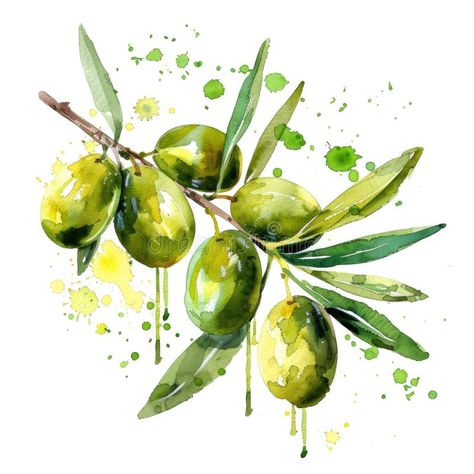 A dynamic watercolor painting of an olive branch, with vibrant green olives stock photography Watercolour Painting, Olive Branch Painting, Olive Painting, Branch Painting, Green Olives, Olive Branch, Vibrant Green, Italian Food, Vector Design