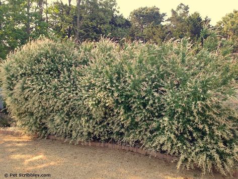 Dappled Willow: an update three years later! Vermont Gardening, Willow Hedge, Willow Bush, Hakuro Nishiki, Salix Integra, Willow Fence, Dappled Willow, Wet Spot, Perennial Shrubs