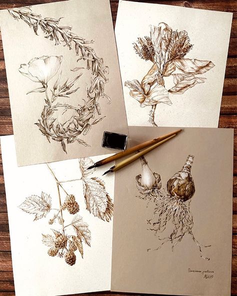 Everything you wanted to know about drawing with dip pen and ink ✍️ 50 Tutorials dedicated to this drawing medium, including paper, nibs… | Instagram Plants Journal, Drawing Medium, Nature Sketchbook, Botany Art, Watercolor Pencil Art, Botanical Book, Botanical Sketchbook, Nature Sketch, Flower Art Drawing