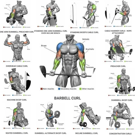 Big Biceps Workout, Biceps Training, Bicep And Tricep Workout, Leg Workouts Gym, Workout Gym Routine, Workout Program Gym, Gym Workout Planner, Gym Workout Chart, Gym Workouts For Men