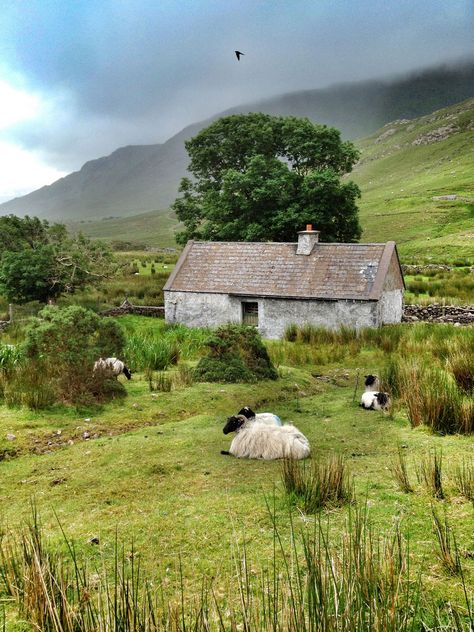 Abandoned Cottage ~ Connemara, Ireland Ireland Belfast, Irish Sheep, Irish Cottages, Trip To Ireland, County Galway, Travel Ireland, Travel Paris, Irish Cottage, County Cork