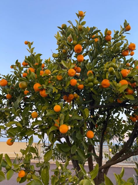 Tangerine Tree, Citrus Tree, Tattoo Plant, Orange Plant, Italian Garden, Citrus Trees, Orange Tree, Blossom Trees, Farm Gardens