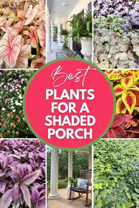 Porch Planter Ideas, Shade Loving Plants, Front Porch Flower Pots, Southern Porch, Patio Flower Pots, Country Homestead, Garden Wall Decoration, Shade Annuals, Full Shade Plants