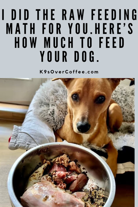 Brown dog lying on a dog bed in front of a stainless steel bowl filled with homemade raw dog food. Australian Shepherd Raw Diet, Homemade Dog Food How Much To Feed, How Much Raw Food To Feed Dog, Food That Dogs Can Eat, Raw Dog Food Diet For Beginners, Carnivore Diet For Dogs, How Much Homemade Food To Feed My Dog, Dog Raw Diet Meal Plan, Raw Chicken For Dogs