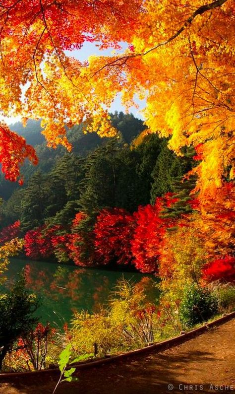 Hermosos colores! Yamanashi, राधा कृष्ण वॉलपेपर, Fall Lovers, Autumn Wallpaper, Matka Natura, Wallpaper Cantik, Japan Tattoo, Autumn Scenes, Okinawa Japan