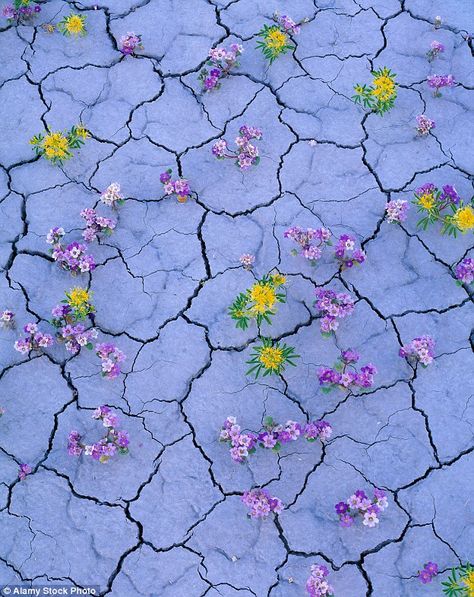 Colour Explosion, Utah Desert, Atacama Desert, Dry Desert, Desert Life, Desert Flowers, Desert Plants, When It Rains, Rainy Season