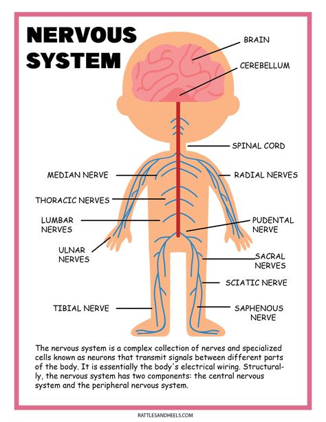 Diagram Of The Brain, Nervous System Projects, Nervous System Parts, Nervous System Diagram, Plant Life Cycle Worksheet, Free Science Worksheets, Nervous System Anatomy, Brain Diagram, Nervous System Activities