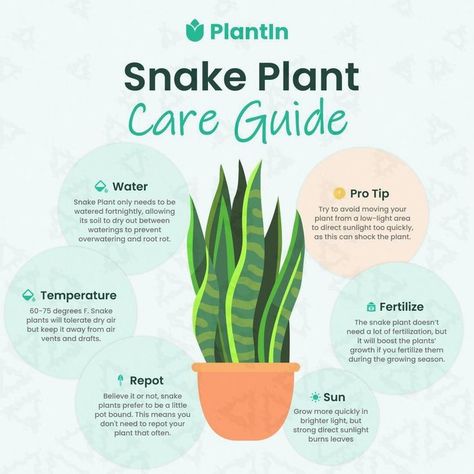 🌿 Snake Plant Care Guide 🌿 Snake plants are known for their resilience and low-maintenance needs, making them perfect for any indoor space. Here’s a quick guide to keep your snake plant healthy and thriving! 🪴✨ Water: 💧 Water your snake plant only once every two weeks. Let the soil dry out completely between waterings to prevent overwatering and root rot. Temperature: 🌡️ Ideal temperature range is between 60-75°F. Snake plants tolerate dry air but should be kept away from vents and drafts... Plant Care Guide, Snake Plant Care, Snake Plants, Plant Care Houseplant, Apartment Plants, Vegetable Garden Diy, Root Rot, Dry Air, Inside Plants