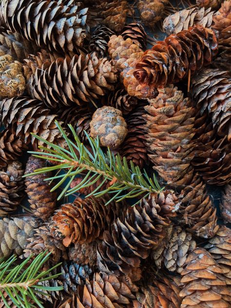 Pinecone Aesthetic, Wallpaper Pine Cone, Cinnamon Pinecone Wallpaper, Pine Cone Aesthetic, Pinecone Photography, Pinecone Laptop Wallpaper, Pinecone Photo, Christmas Smell, Beyond The Sea