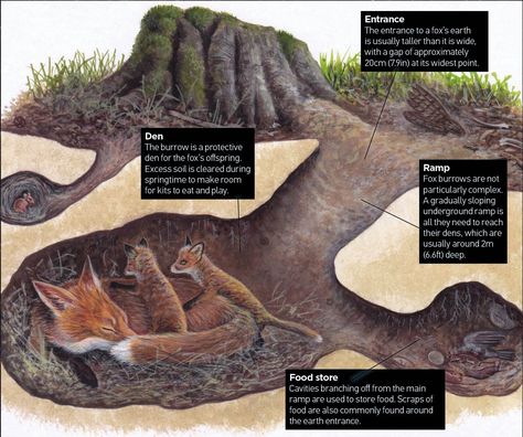 Burrow Drawing, Oc Backstory, Underground Illustration, Fox Facts, Fox Den, Forest School Activities, Fantastic Fox, Big Friends, Nature Hikes