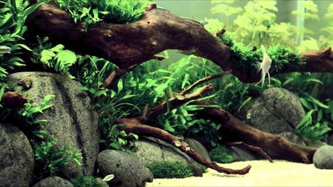 River bed aquascape Reef Tank Aquascaping, Tanaman Air, Biotope Aquarium, River Style, Fish Tank Themes, Aquascape Design, Aquarium Landscape, Betta Tank, Aquascape Aquarium