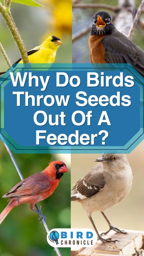 Bird Seed Catcher Diy, Oriole Bird Feeders Diy, Bird Feeder Station Ideas Diy, Birdhouses In The Garden, Homestead Inspiration, Canary Singing, Birds In Nature, Laying On The Ground, Bird Feeder Station