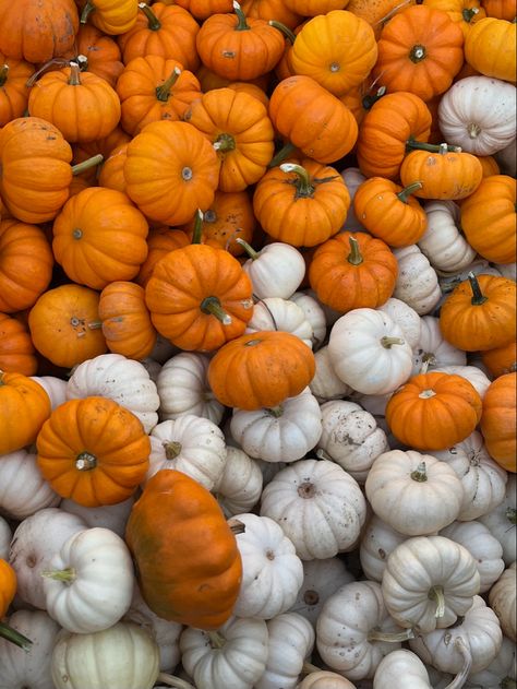 Cd Idea, Pumpkin Display, Wood Planter, Boo Basket, Wood Planter Box, Crisp Autumn, Spooky Szn, Halloween 2023, White And Orange