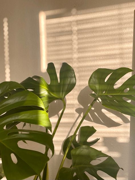 Plant Background, Ipad Background, Plant Wallpaper, Plant Aesthetic, Green Theme, Monstera Plant, Plant Pictures, Pretty Plants, Plant Mom