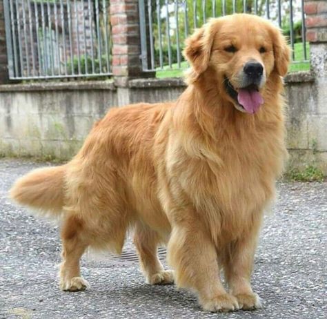 Perros Golden Retriever, Chien Golden Retriever, Dog Tumblr, 골든 리트리버, Cute Animals Puppies, Golden Retriever Dog, Pets 3, A Golden Retriever, Super Cute Animals