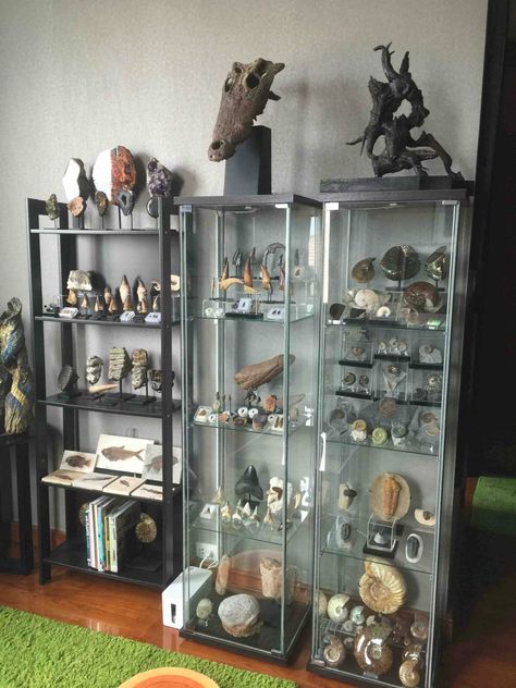 Scientific Home Decor, Fossil Display Case, Mineral Specimen Display, Fossil Collection Display, Fossil Display Ideas, Nature Collection Display, Mineral Collection Display, Curiosity Display, Displaying Fossils