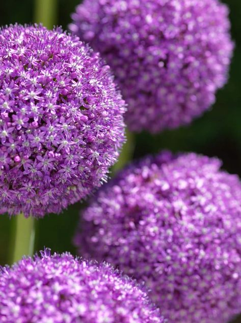 Giant Allium, Allium Bulbs, Purple Allium, Blooming Onion, Tree Hugger, Dark Purple, Beautiful Flowers, Indoor Outdoor, Purple