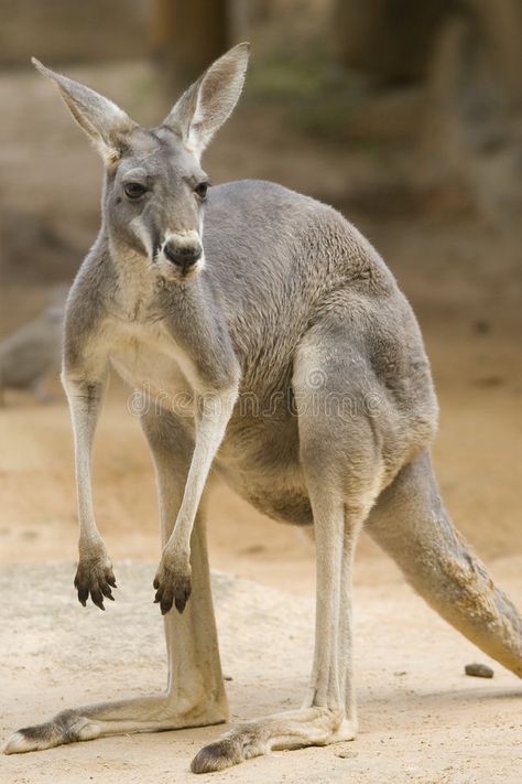 Kangaroo Photography, Kangaroo Image, Kangaroo Art, Australian Mammals, Animals Australia, Aussie Animals, Red Kangaroo, Australian Fauna, Tattoo Nature