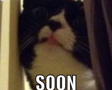 Soon meme Soon Meme, Meme Cat, Memes Pt, What Is Coming, Animal Memes, Funny Things, Cat Memes, Coming Soon, Funny Memes