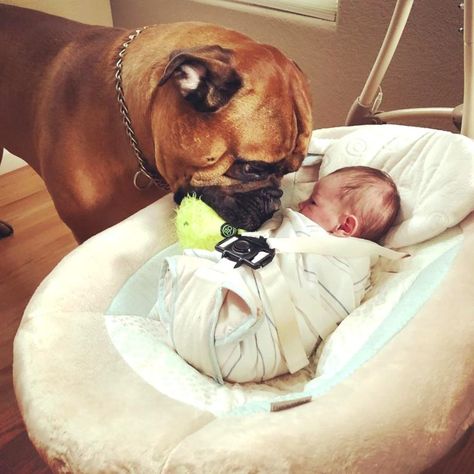 Mastiff Puppies, Boxer And Baby, Cesar Millan, Boxer Love, Boxer Puppies, Love My Dog, Bull Mastiff, Dogs And Kids, Baby Brother