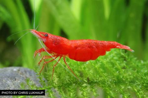 Overview of Freshwater Dwarf Shrimp – Popular Species, Tank Requiremen - Aquarium Co-Op Aquarium Drawing, Amano Shrimp, Red Cherry Shrimp, Shrimp Farming, Tiger Shrimp, Cake Pizza, Cherry Shrimp, Shrimp Tank, Prawn Shrimp