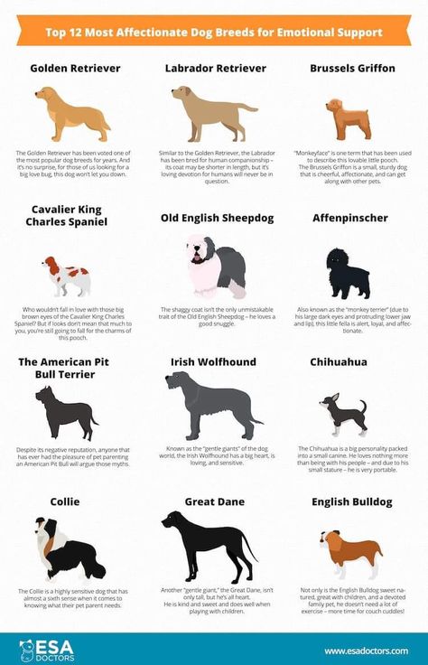 Therapy Dogs Breeds, Service Dogs Breeds, Dog Behavior Problems, Emotional Support Dog, Support Dog, Popular Dog Breeds, Most Popular Dog Breeds, Old English Sheepdog, Best Dog Breeds