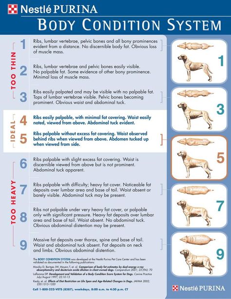 Imgur: The magic of the Internet Dog Weight Chart, Food Rotation, Pelvic Bone, Fat Dogs, Dachshund Funny, Weight Charts, Dog Health Tips, Dog Weight, Body Condition