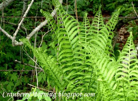 Transplanting Wild Ferns :: Hometalk Wisconsin Gardening, Transplanting Plants, Wild Ferns, Potted Ferns, Types Of Ferns, Growing Ginger, Shade Garden Plants, Planting Pot, Fern Plant