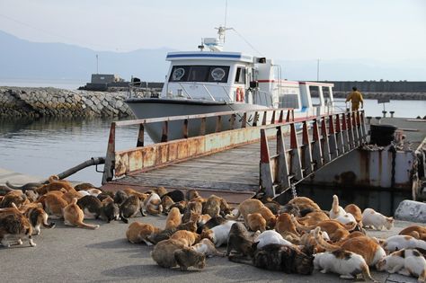 Cat Island Japan Aesthetic, Cat Island Japan, Travel Visionboard, Kawaii House, Japan Cat, Japan Summer, Funny Content, Cat Island, Music Funny