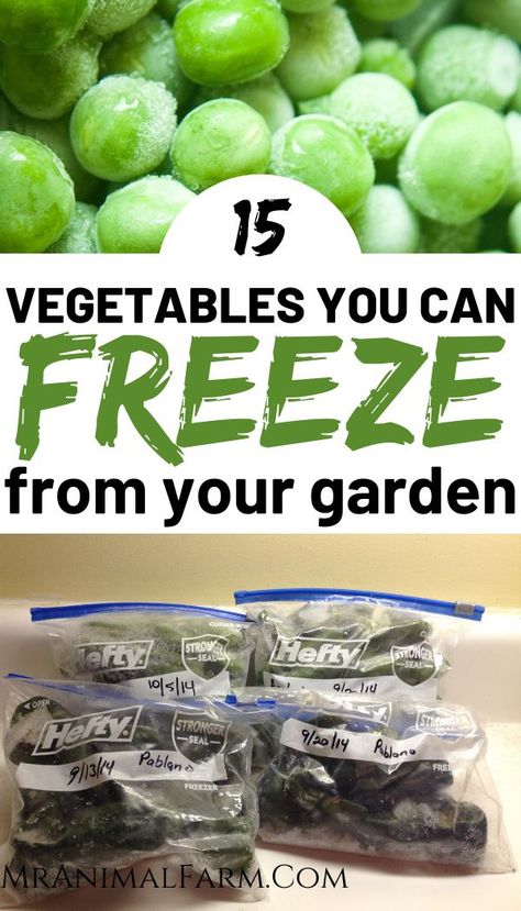 Canning From Your Garden, How To Freeze Vegetables From Garden, Freezing Vegetables Chart, Freezing Produce, Freeze Vegetables, Freezing Food Guide, Garden Canning, Freezing Veggies, Summer Canning