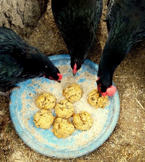 Oatmeal Balls, Chicken Treats, Best Chicken Coop, Laying Hens, Building A Chicken Coop, Chicken Feed, Chicken Diy, Diy Chicken Coop, Chicken Farm