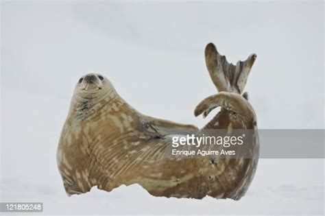 weddell seal tail - Ecosia - Images Seal Tail, Weddell Seal, Better Future, Our Planet, The Search, Trees To Plant, Planting, Search Engine, Trees