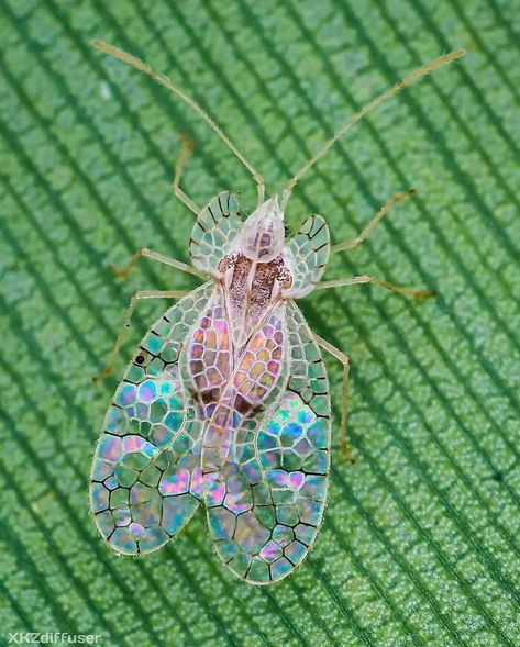 Looks Like Stained Glass Tortoise Beetle, Cool Insects, Cool Bugs, Posca Art, Beautiful Bugs, Arthropods, Creepy Crawlies, A Bug, Pretty Animals