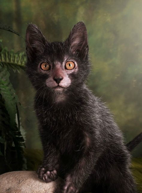 Get Ready To Be Obsessed With Werewolf Cats #refinery29 Werewolf Cat, Lykoi Cat, Wolf Cat, All Cat Breeds, Giant Cat, Chat Kawaii, Rare Cats, Cat Breeder, Wild Creatures