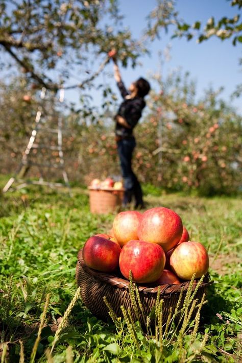 Apples In A Basket, Lost Kitchen, Morning Bed, From Farm To Table, Bushel Baskets, Apple Farm, Farm Lifestyle, Apple Bottoms, Apple Harvest