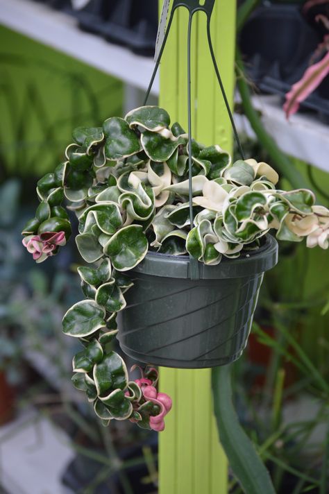 Hoya Varieties, Hoya Compacta, Variegated Hoya, Hoya Plant, Hoya Carnosa, Plants Are Friends, Balcony Plants, Plant Guide, Interior Plants