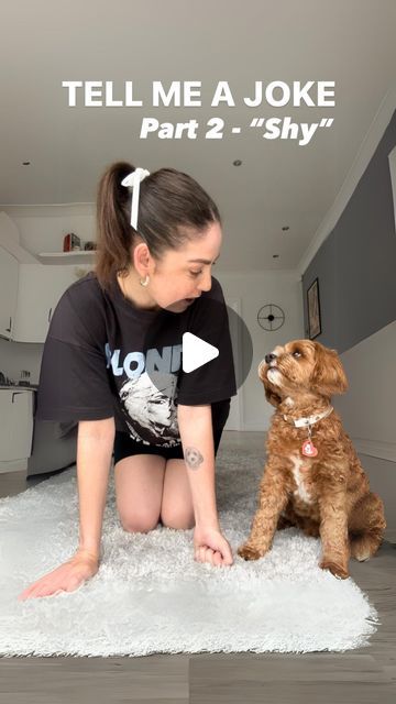 Teddy Lupin & Sammy on Instagram: "Tell Me a Joke PART 2! “Shy” 🥹 Try this trick to teach your dog to pretend to be shy, or to end the Joke trick series by covering their face 🤎  This is one of my favourites that Teddy has learned to do, and now it’s so fun to use it to pretend Teddy is responding to a joke he’s told me! Will you try this with your dog?  •  #domorewithyourdog#trickdog#trickdogs#dogtricks#advanceddogtrick#tricktraining#dogtips#dogreel#dogvideos#meandmydog#dogmumuk#dogmom#dogmomaf#mydogiscutest#cleverdog#smartdog dog trick training video shy trick cavapoo" Tricks To Teach Your Dog, Dog Tricks, Teddy Lupin, Teddy Dog, Dog Shaming, Dog Hacks, Training Video, Dog Gifs, Dog Mom