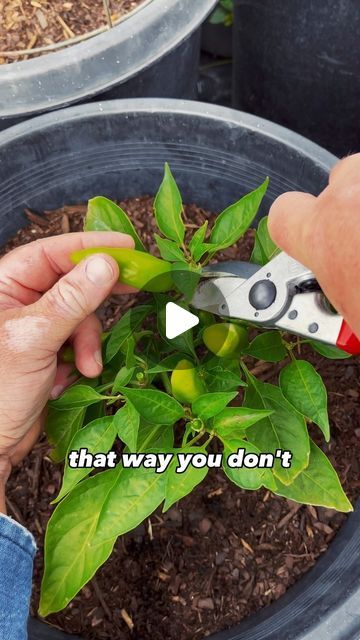 Destin Noak on Instagram: "My Tips for Growing Better Peppers in 2024!" Growing Peppers, Pepper Plants, Stuffed Sweet Peppers, Red Peppers, Peppers, Garden Ideas, Stuffed Peppers, Plants, On Instagram