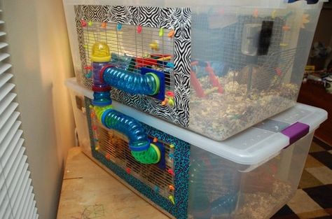 These DIY Guinea Pig Cage ideas won't just save you money, they'll make your cavy very happy! Hampster Cage, Diy Hamster Cage, Kandang Hamster, Bin Cage, Hamster Bin Cage, Hamster Diy Cage, Gerbil Cages, Diy Guinea Pig Cage, Mouse Cage