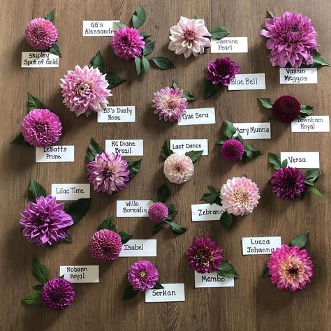 Julie on Instagram: “Some purple comparisons...the leaf sets are from each individual dahlia. #dahlias #dahliatubers” Dahlia Flower Arrangements, Dahlia Flower Garden, Dahlia Varieties, Purple Dahlia, Dahlias Garden, Gardening Projects, Flower Farmer, Fine Gardening, Cut Flower Garden