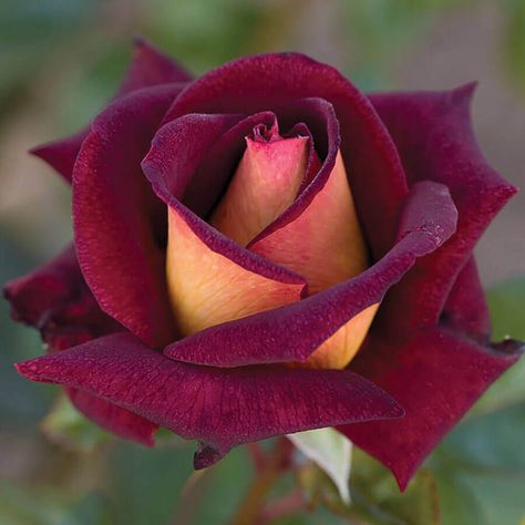 Grafting Roses, Container Roses, Hybrid Tea Rose, Rose Bushes, Rose Care, Rose Varieties, Rose Seeds, Red Petals, Shrub Roses