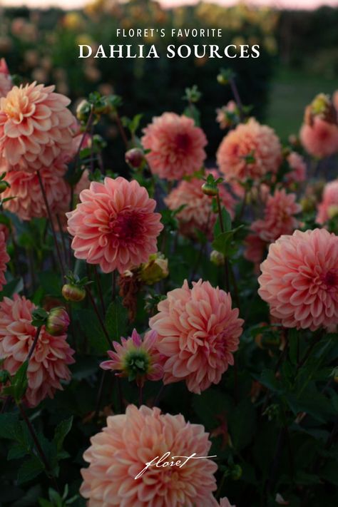 Peach-toned dahlias growing in the field Dahlia Breeding, Dahlia Aesthetic, Dahlia Flower Garden, Dahlia Varieties, New York Flower, Flower Farming, Cut Flower Farm, Dahlia Tubers, Growing Dahlias